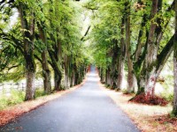 Allee im weichen Licht